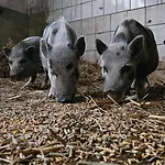 Vakantieboerderij Pulte