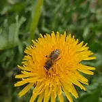 Pulte Attendorn