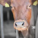 Vakantieboerderij Pulte Attendorn