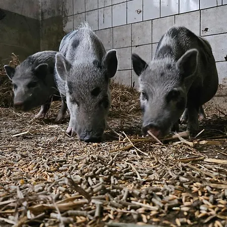 Gospodarstwo agroturystyczne Pulte