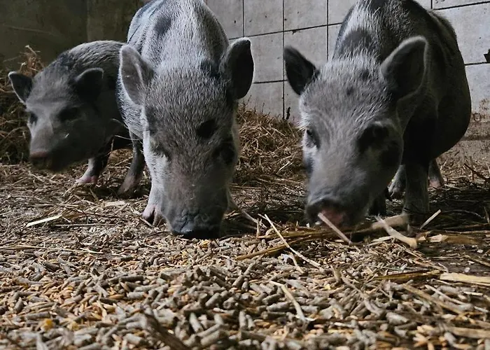 Séjour à la ferme Pulte