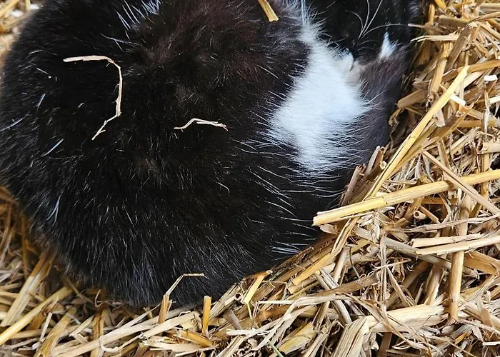 Séjour à la ferme Pulte