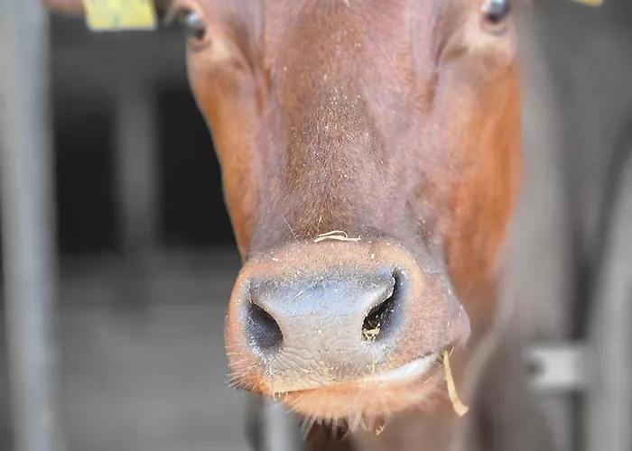 Séjour à la ferme Pulte Attendorn